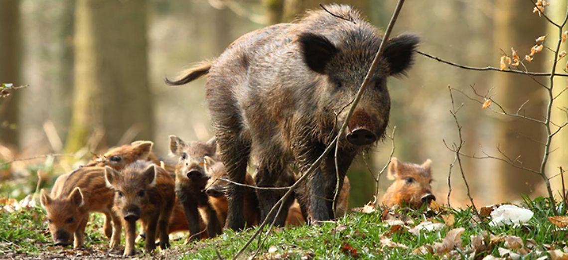 Confagricoltura Lombardia si associa alla protesta dell'assessore Fava per l'impugnazione della norma sul contenimento degli ungulati