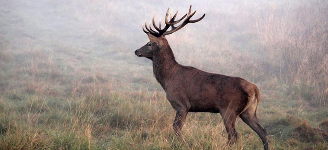 Ungulati: Confagricoltura Lombardia chiede misure urgenti per il contenimento della fauna selvatica
