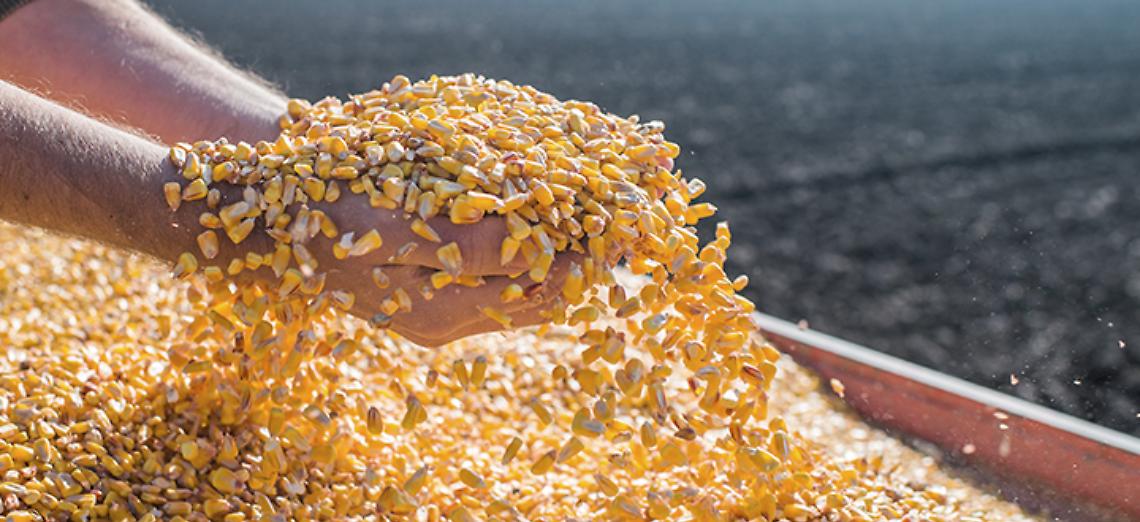 Uso energetico del mais, da Confagricoltura soddisfazione per le indicazioni di Regione Lombardia