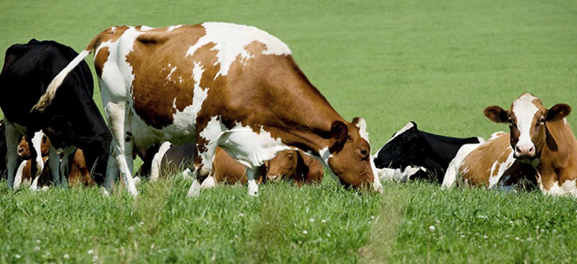 Associazione allevatori, situazione di caos: &ldquo;Necessario liberalizzare il sistema dei libri genealogici&rdquo;