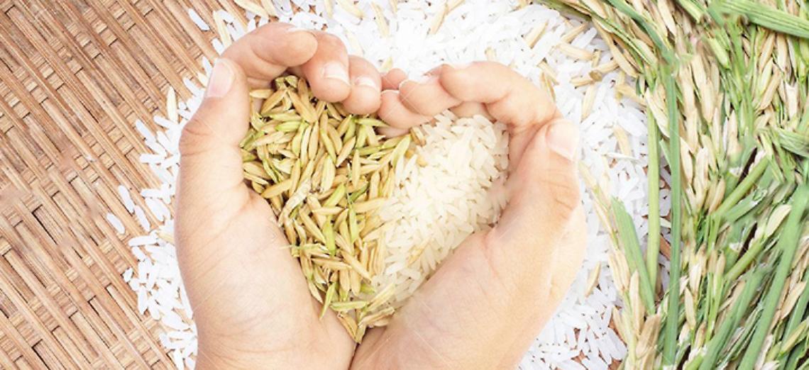 Riso, una proposta di Confagricoltura Lombardia in favore dell&rsquo;innovazione e contro la burocrazia