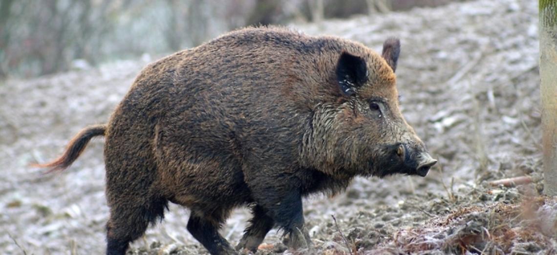CONFAGRICOLTURA: &ldquo;LA PROLIFERAZIONE DEI CINGHIALI NEI PROSSIMI ANNI AVR&Agrave; UN INCREMENTO ALLARMANTE&rdquo;, LO DICE EFSA. E&rsquo; NECESSARIO INTERVENIRE SUBITO