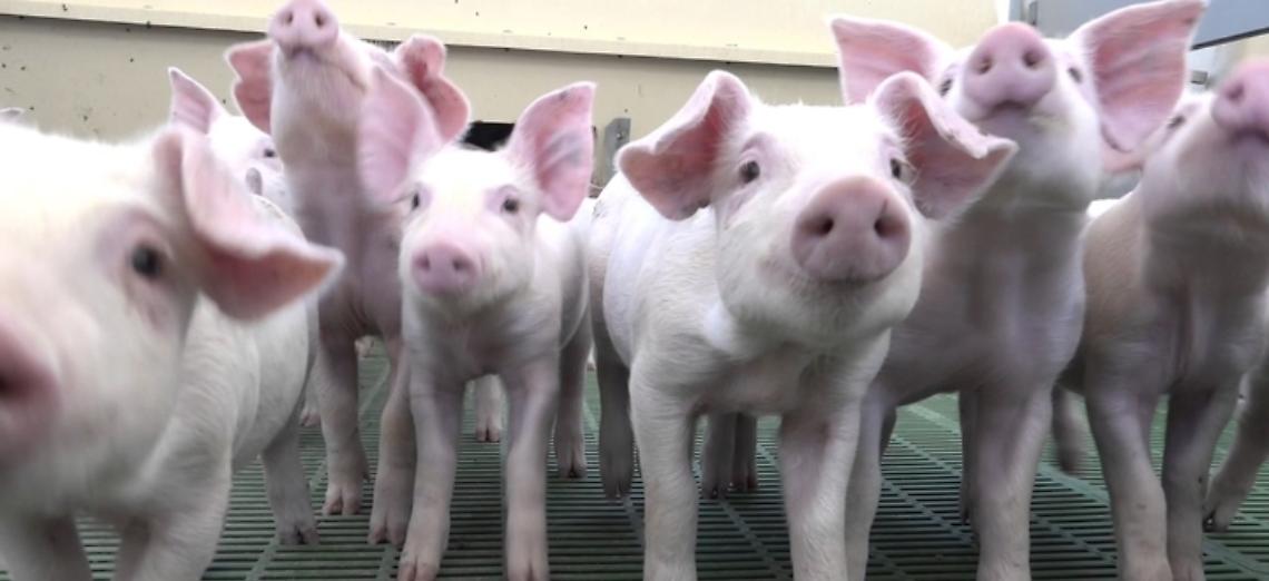 TAVOLO SUINI, CONFAGRICOLTURA: LAVORARE SU PROGRAMMAZIONE, PROMOZIONE ED EXPORT 