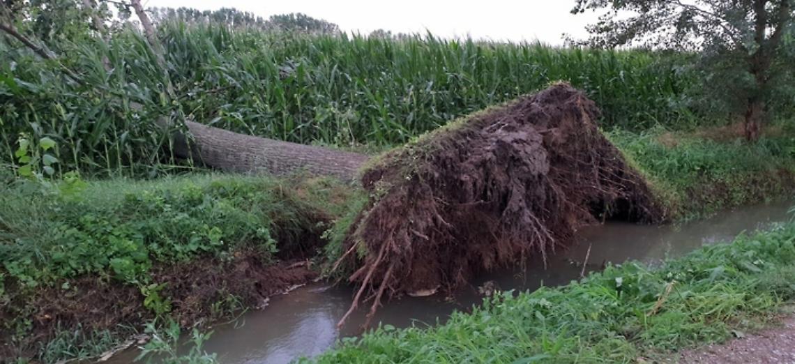 Nuova ondata di maltempo, &ldquo;gravissimi danni ai campi di mais e alle strutture&rdquo;