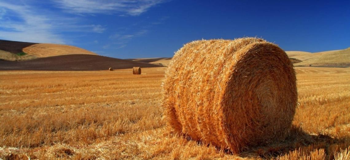 Stage Anga in Usa e Australia