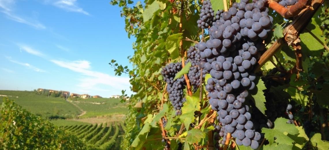 Cantina Sociale di Canneto Pavese, Confagricoltura Lombardia:  “Gravissimo danno di immagine, la magistratura faccia luce sull’accaduto”