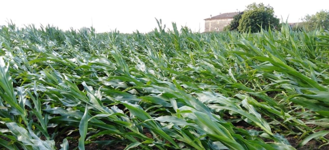 Il ministero riconosce il carattere di “eccezionalità”alle ondate di maltempo che hanno colpito la Lombardia nell’estate 2019