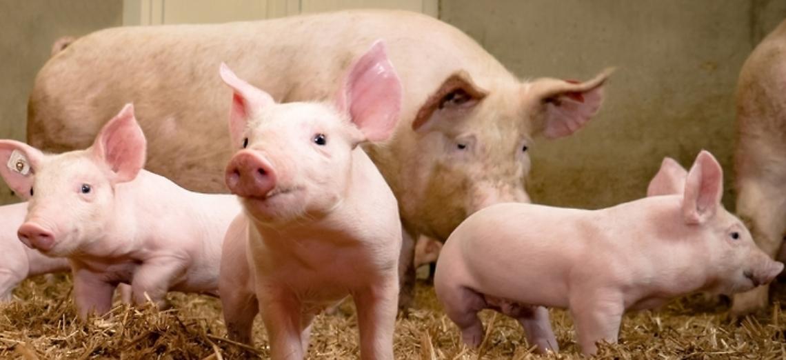 MERCATO SUINICOLO: CONFAGRICOLTURA INVITA I PRODUTTORI A NON SVENDERE