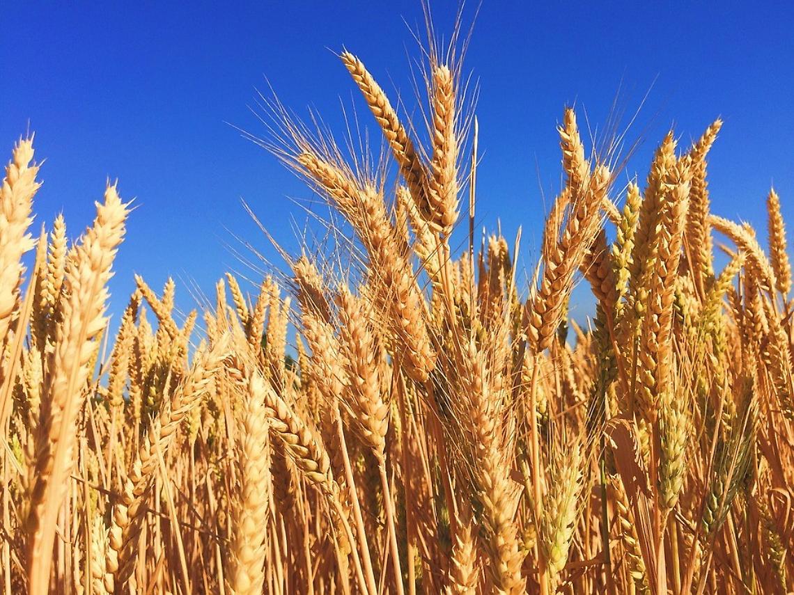 grano