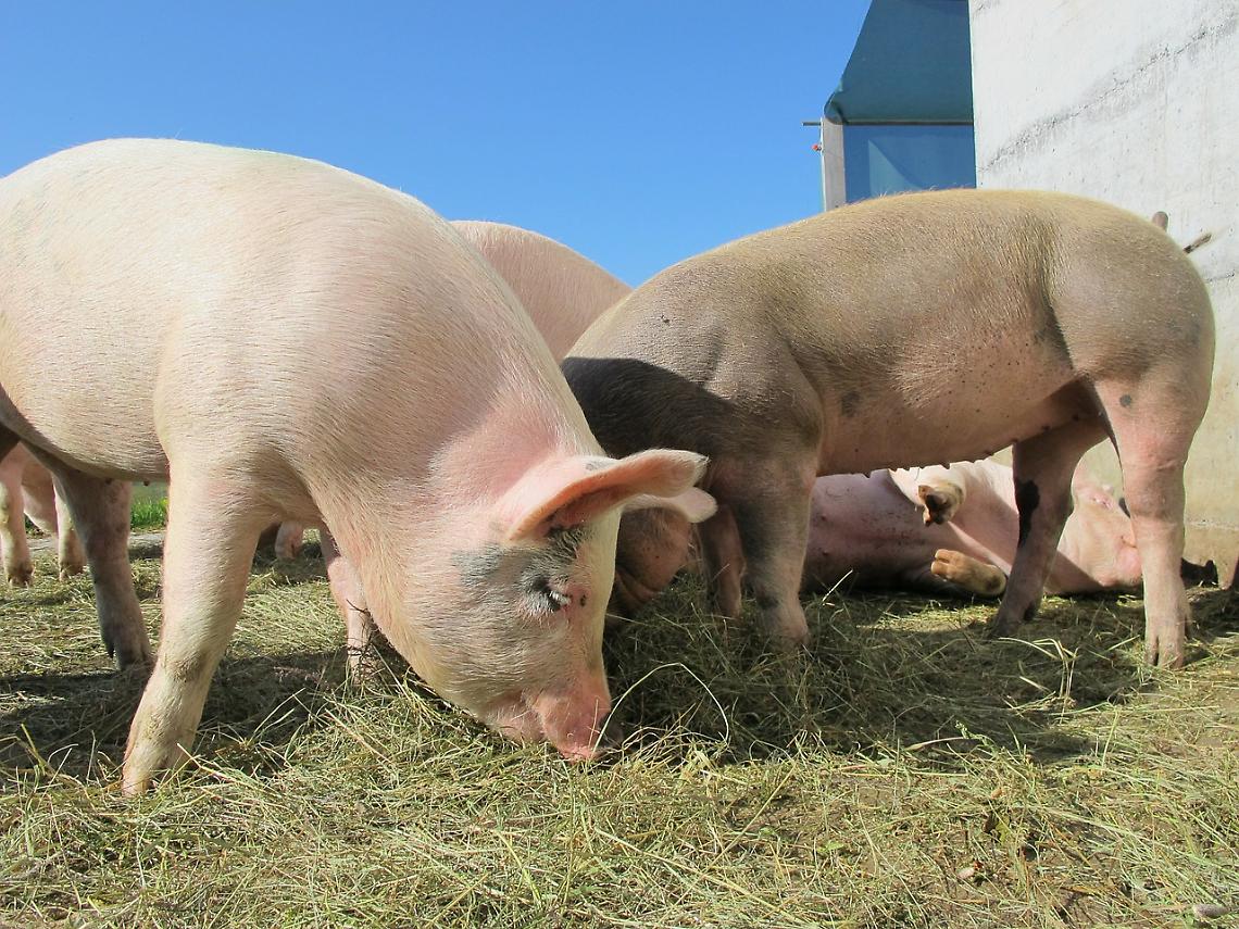 pigs-214350_1280