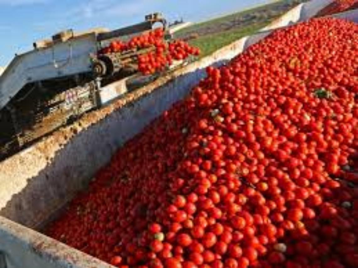 pomodori