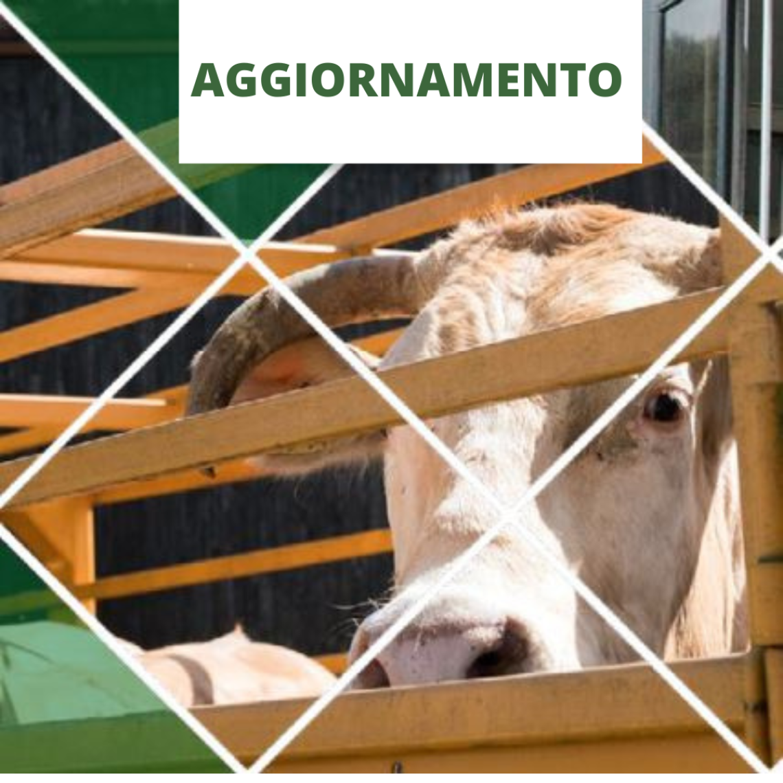 CONDUCENTE E GUARDIANO PER IL TRASPORTO DI ANIMALI VIVI (AGGIORNAMENTO)