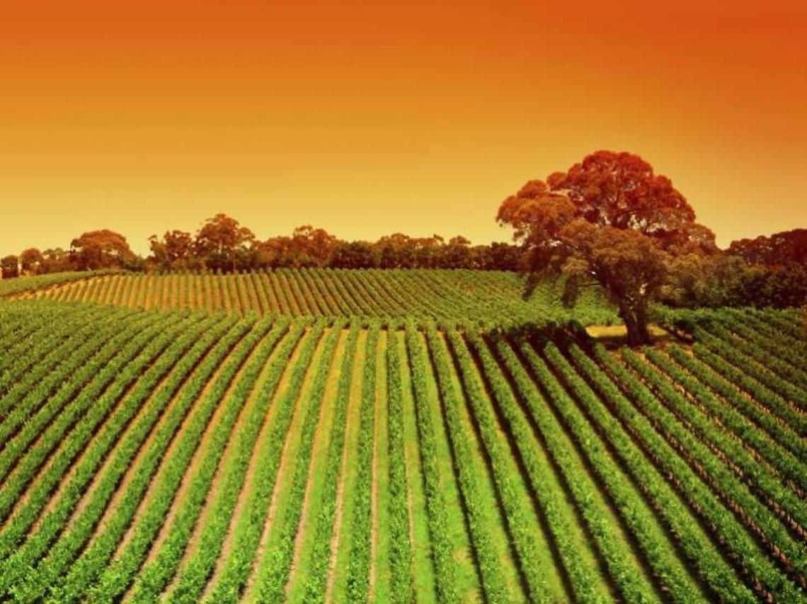 AGRICOLTURA100, il progetto che premia le imprese agricole sostenibili