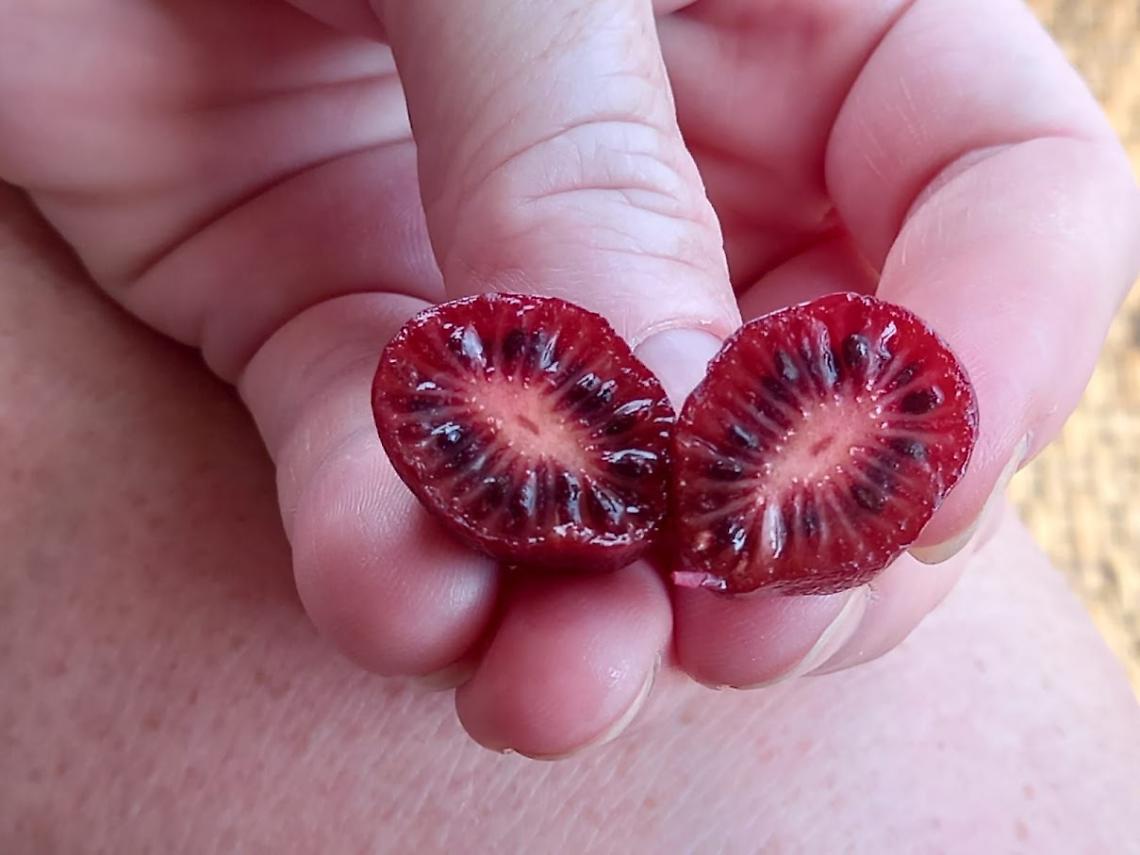 Kiwi Arguta
