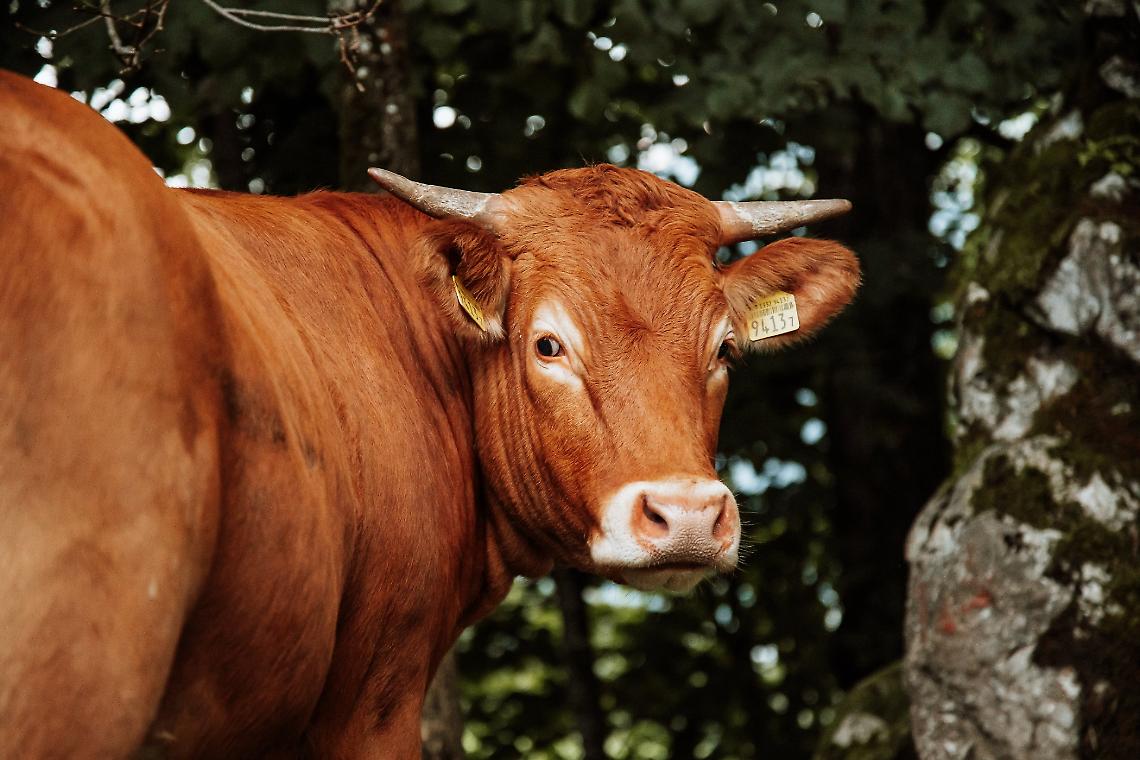 Limousine: razza specializzata da carne