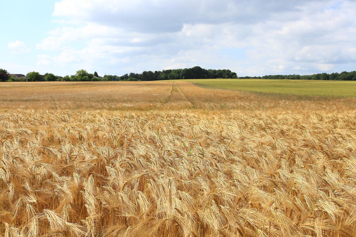 campo di cereali
