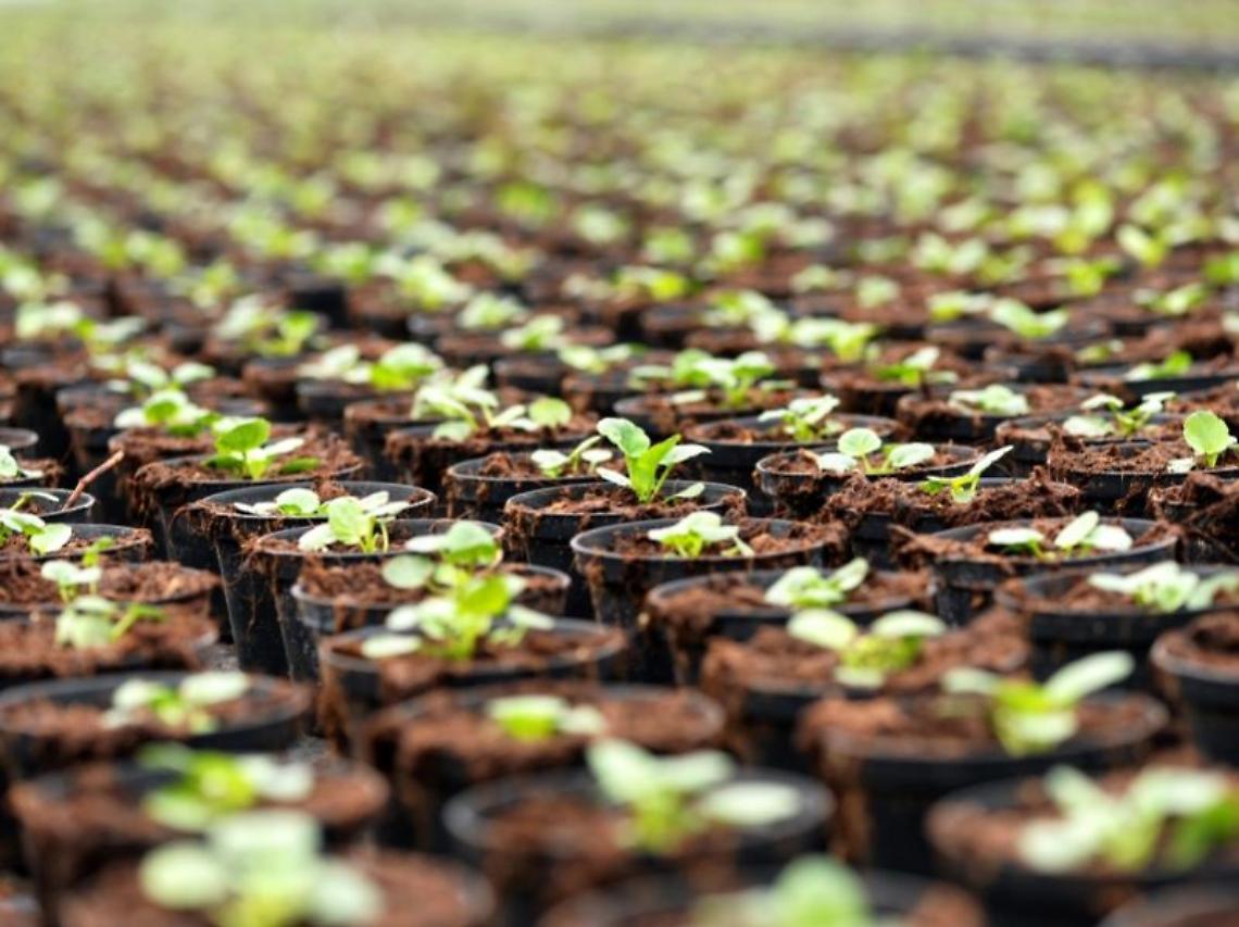 Come richiesto da Confagricoltura, ulteriore proroga alla sospensione del contributo CONAI su vasi per fiori e piante