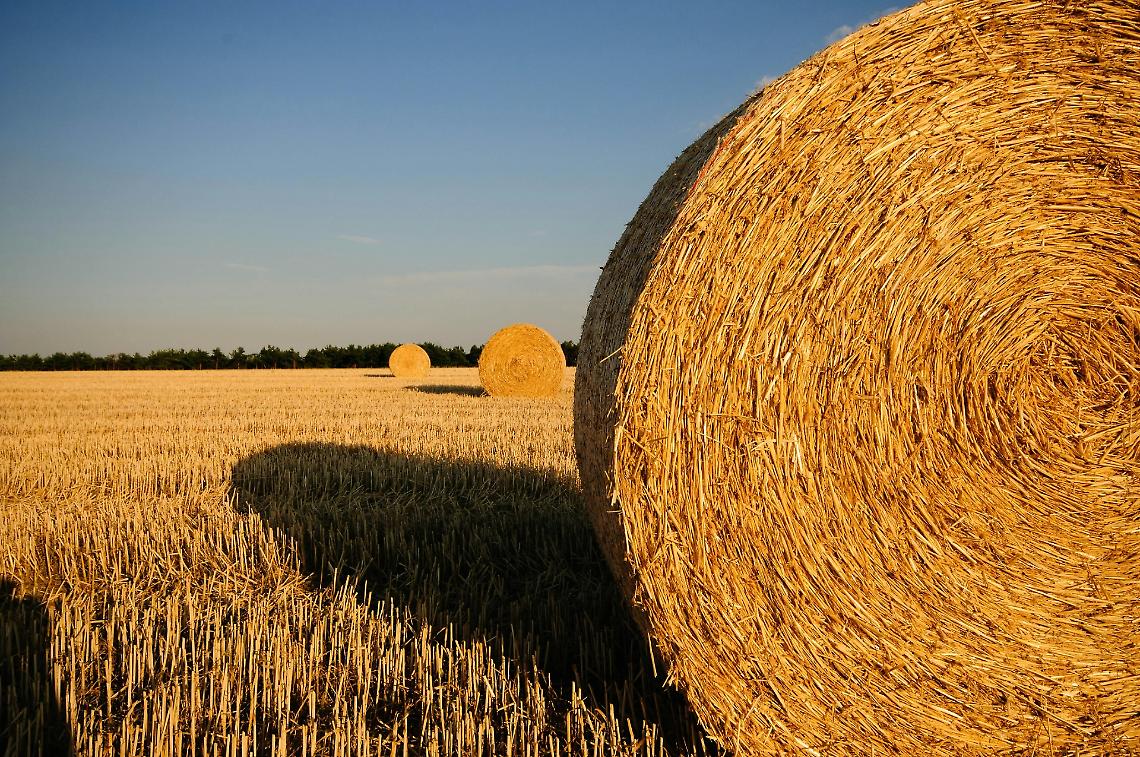 Sviluppo Rurale, è aperto il bando Investimenti