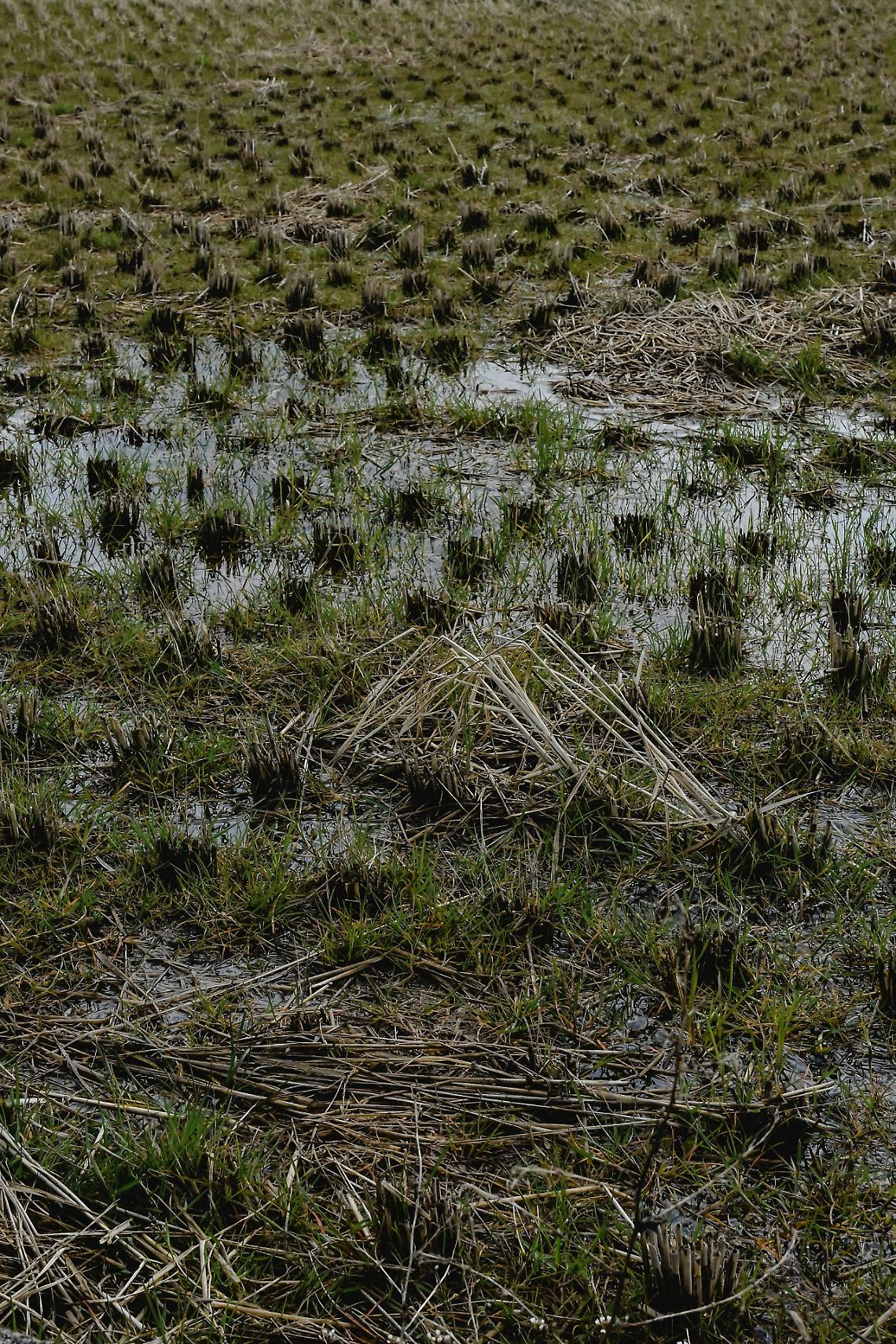 AgriCat, Confagricoltura: bene il tavolo, ma occorre risolvere al più presto gli intoppi