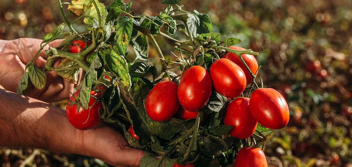 Pomodoro da industria