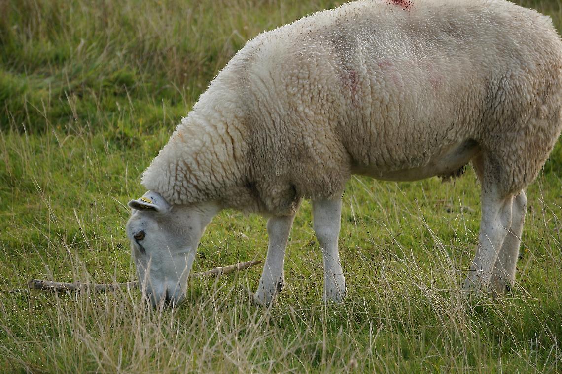 Blue Tongue, epidemia in espansione. Confagricoltura chiede tavolo ministeriale