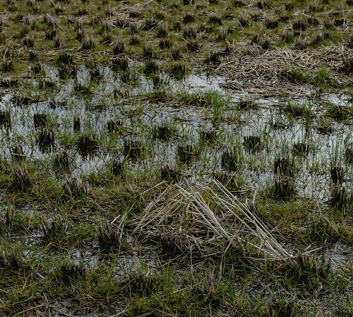 Maltempo, è allarme. Confagricoltura: Interventi urgenti e pianificazioni condivise per gestire il cambiamento climatico