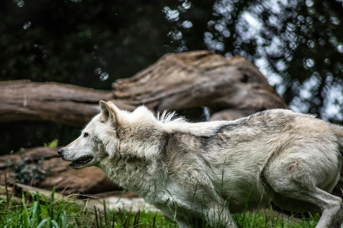Lupo declassato: Un passo avanti importante per garantire maggiore equilibrio nei territori