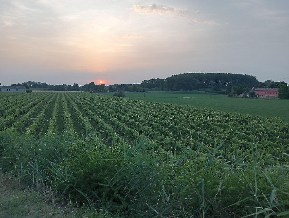 Vino: proroga di tre anni per le autorizzazioni agli impianti vitati 