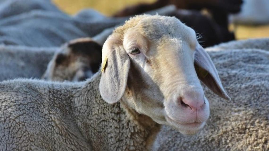 Blue Tongue: approvato il piano regionale di vaccinazione