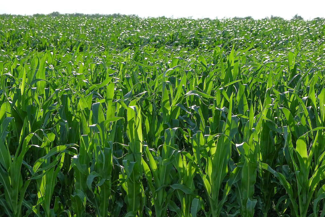 Il rilancio del mais passa da sostegno al reddito, filiere e bioenergie