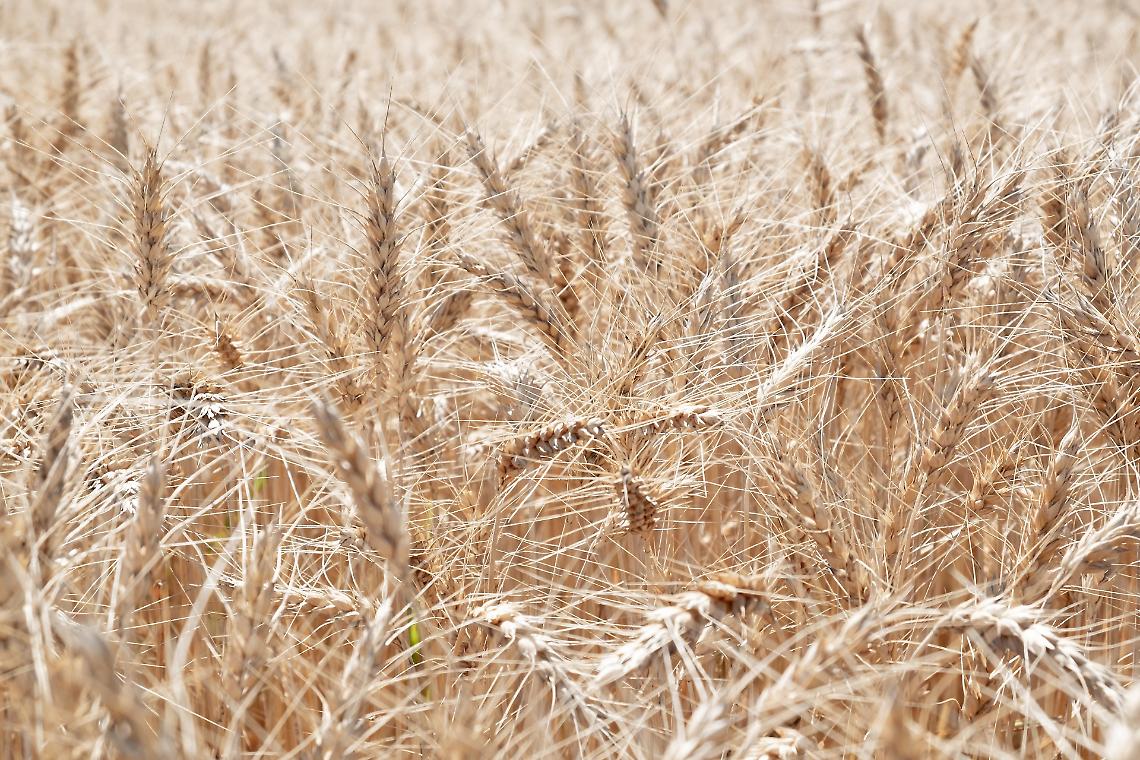 Frumento: superfici in aumento, ma qualità a rischio