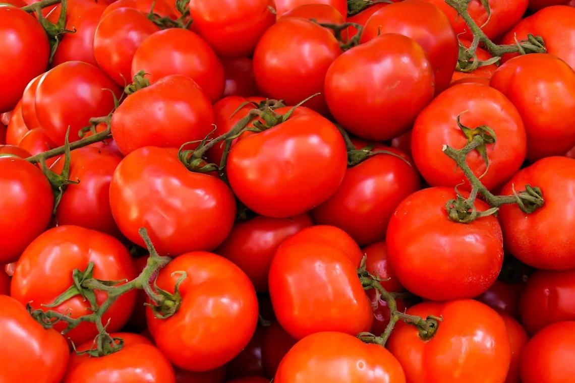 Pomodoro da industria