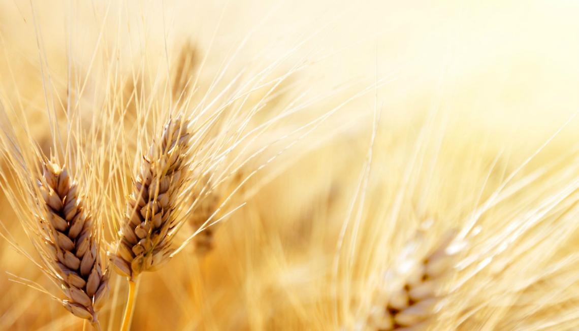 Grano duro