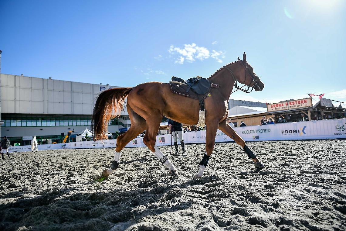 Apre a Verona Fieracavalli, la principale rassegna del settore equino