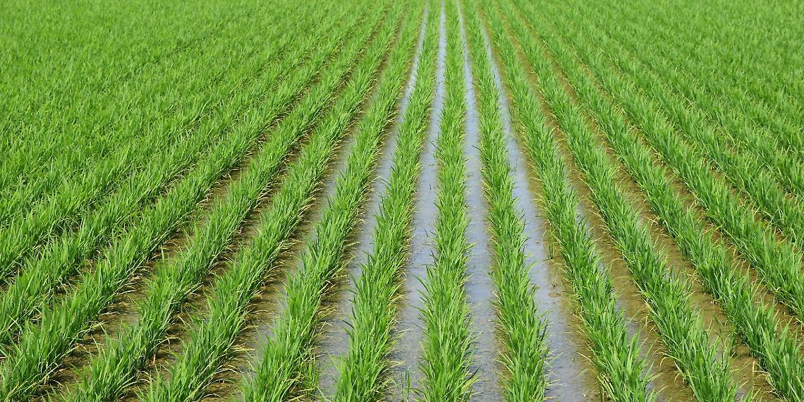 Tea: dal trilogo Ue primo ok al nuovo regolamento