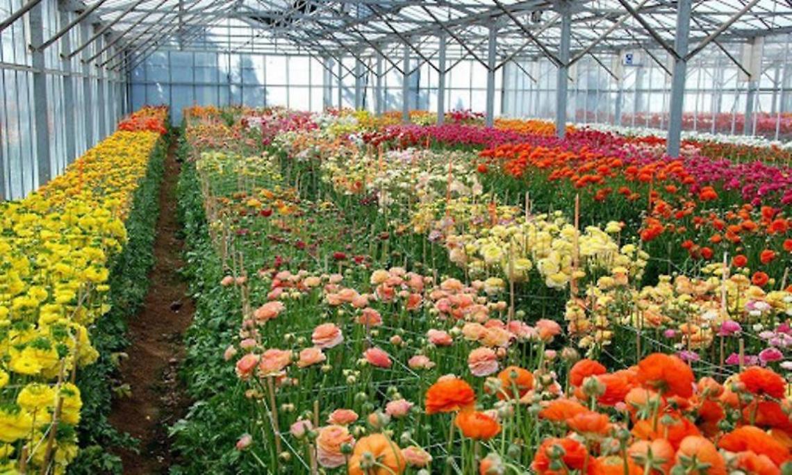 Florovivaismo in serra