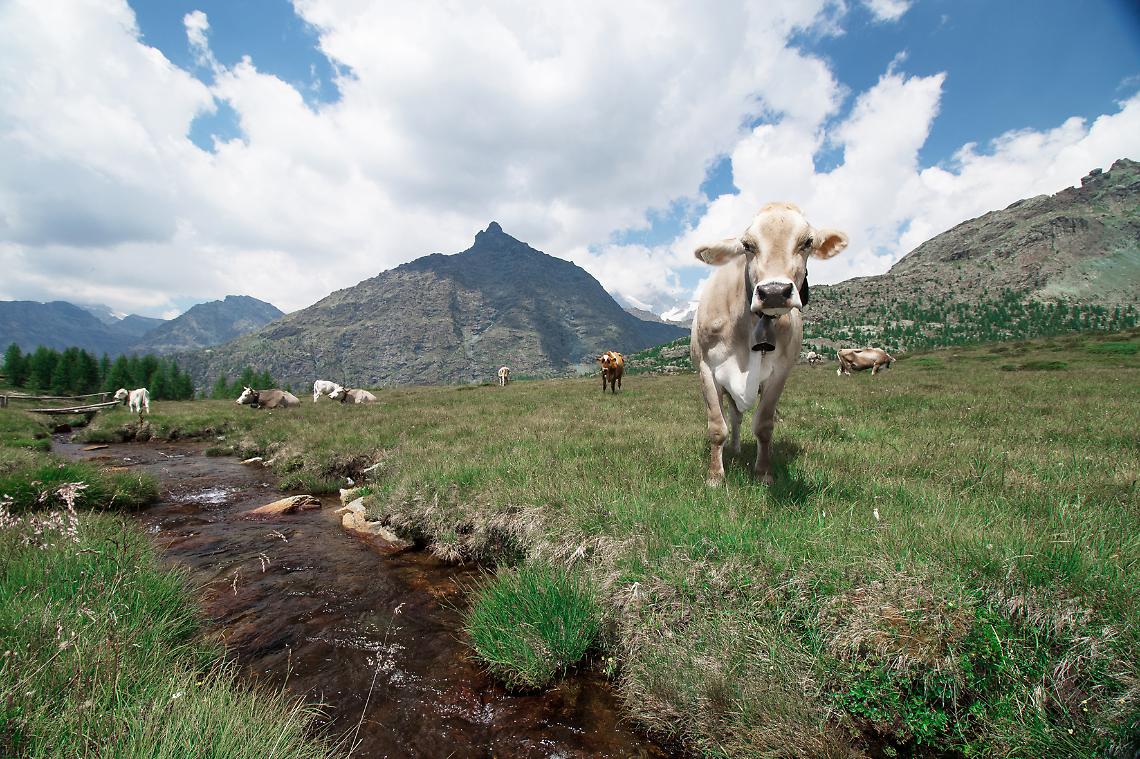 Vacche in alpeggio