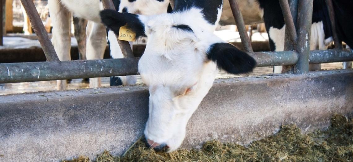 Latte, nuovi sbocchi commerciali più vicini. Boselli: «Guardiamo al futuro del comparto»