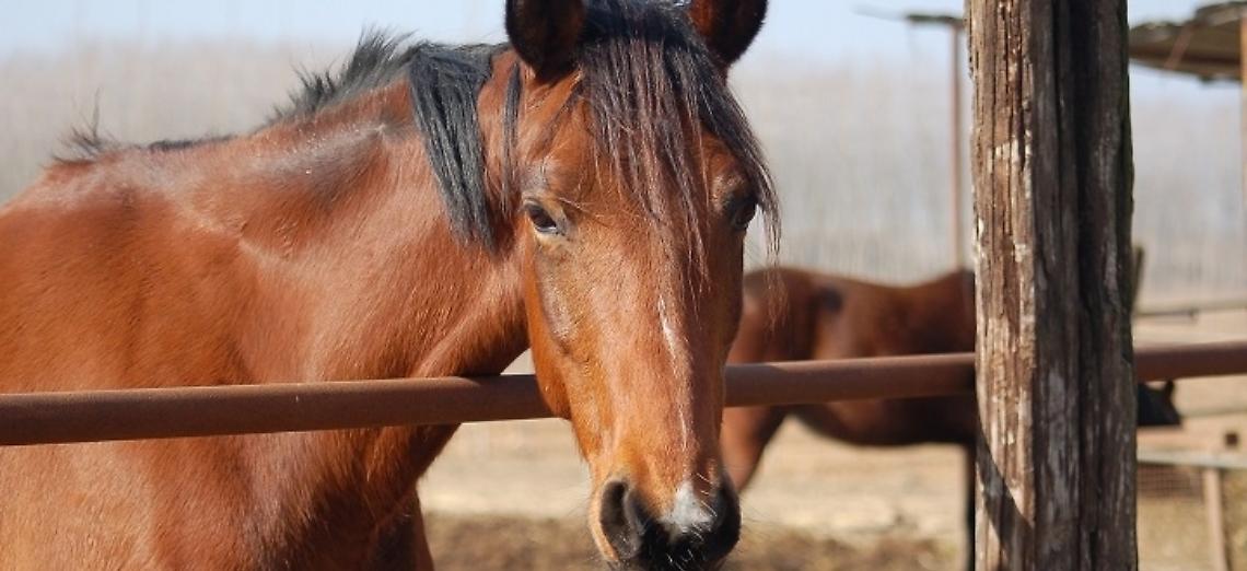 Badi aggiorna il Consiglio