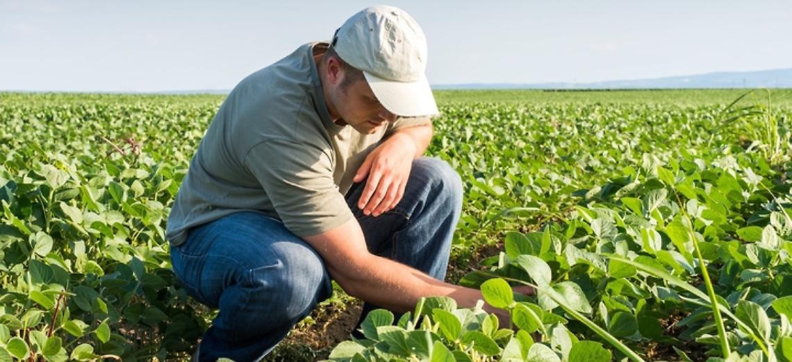 Indennità Covid, bonus da 800 euro agli operai agricoli