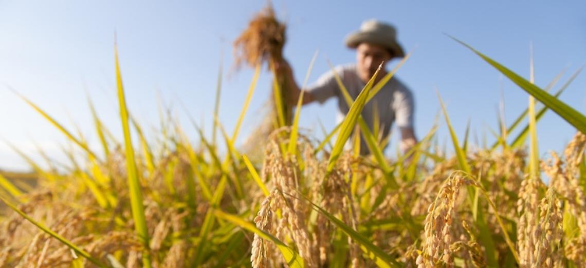 Crotti: “L’anticipo PAC sarà un’iniezione di liquidità fondamentale per il rilancio del comparto agricolo lombardo”