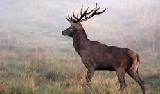 Ungulati: Confagricoltura Lombardia chiede misure urgenti per il contenimento della fauna selvatica