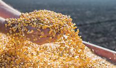 Uso energetico del mais, da Confagricoltura soddisfazione per le indicazioni di Regione Lombardia