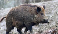 CONFAGRICOLTURA: &ldquo;LA PROLIFERAZIONE DEI CINGHIALI NEI PROSSIMI ANNI AVR&Agrave; UN INCREMENTO ALLARMANTE&rdquo;, LO DICE EFSA. E&rsquo; NECESSARIO INTERVENIRE SUBITO