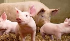 MERCATO SUINICOLO: CONFAGRICOLTURA INVITA I PRODUTTORI A NON SVENDERE