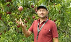 In collina, alla scoperta delle pesche mantovane: l'azienda agricola Piccoli di Cavriana