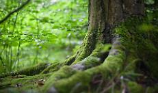 Giornata nazionale degli alberi