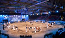 Dal 27 al 29 novembre si terr&agrave; l&rsquo;80^ edizione delle Rassegne zootecniche internazionali di Cremona