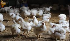 Sezione avicola: il punto sulla aviaria, salmonellosi e problemi fiscali