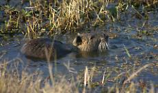 Contenimento nutrie: ottimi numeri nel 2025